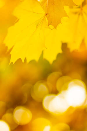 Maple leaves on a blurred background. Autumn background with yellow maple leavesの写真素材