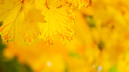 Maple leaves on a blurred background. Autumn background with yellow maple leavesの写真素材