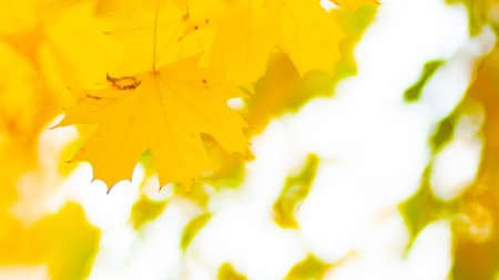 Maple leaves on a blurred background. Autumn background with yellow maple leavesの写真素材