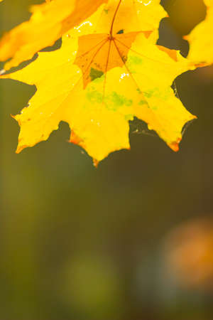 Maple leaves on a blurred background. Autumn background with yellow maple leavesの写真素材