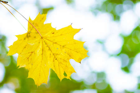 Maple leaves on a blurred background. Autumn background with yellow maple leavesの写真素材