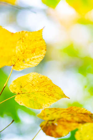 Maple leaves on a blurred background. Autumn background with yellow maple leavesの写真素材