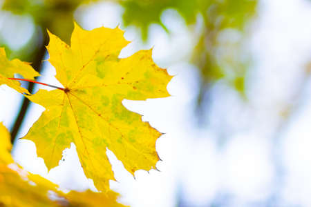 Maple leaves on a blurred background. Autumn background with yellow maple leavesの写真素材
