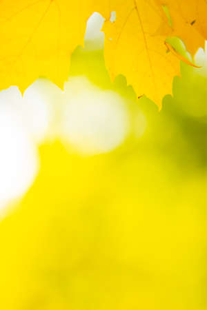 Autumn background with maple leaves. Yellow maple leaves on a blurred background. Copy spaceの写真素材