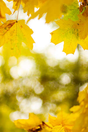 Autumn background with maple leaves. Yellow maple leaves on a blurred background. Copy spaceの写真素材
