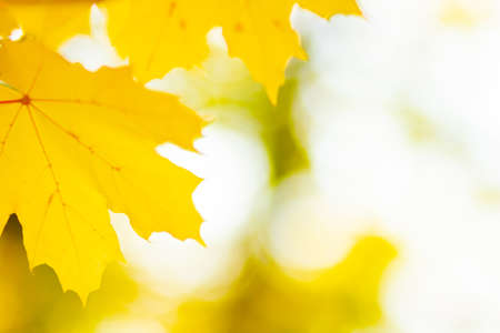Autumn background with maple leaves. Yellow maple leaves on a blurred background. Copy spaceの写真素材