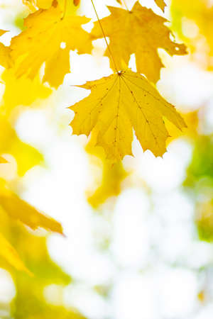 Autumn background with maple leaves. Yellow maple leaves on a blurred background. Copy spaceの写真素材