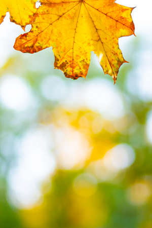Autumn background with maple leaves. Yellow maple leaves on a blurred background. Copy spaceの写真素材
