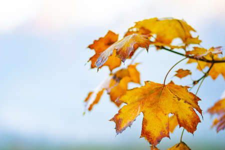 Autumn background with maple leaves. Yellow maple leaves on a blurred background. Copy spaceの写真素材