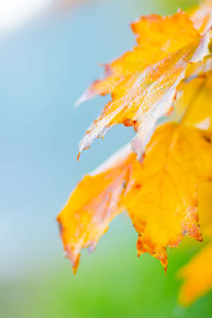 Autumn background with maple leaves. Yellow maple leaves on a blurred background. Copy space