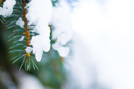 Background with snow-covered fir branches. Christmas winter snowy background with spruce branch. New...