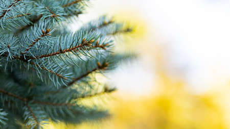 Christmas tree on blurred background. Close up of fir branches with bokeh. Spruce needles out of...