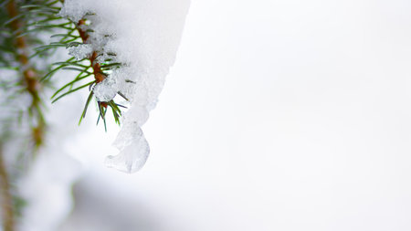Background with snow-covered fir branches. Christmas winter snowy background with spruce branch. New Year background with copy spaceの写真素材