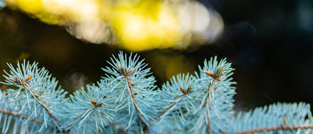 Christmas tree on blurred background. Close up of fir branches with bokeh. Spruce needles out of...