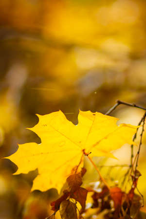Yellow maple. Maple leaves on a blurred background. Autumn background. Copy spaceの写真素材