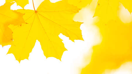 Autumn maple leaves. Colorful autumn maple leaves on a tree branch. Beautiful maple leaves in autumn...