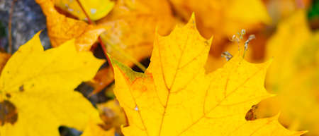 Background autumn leaves. Falling Autumn Maple Leaves Natural Background. Autumn yellow leaves as...