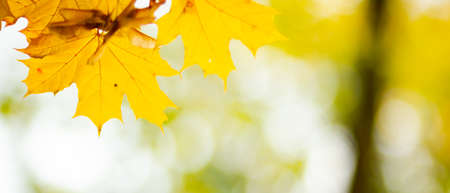 Autumn yellow leaves. Autumn colorful background, fall backdrop. Golden autumn concept