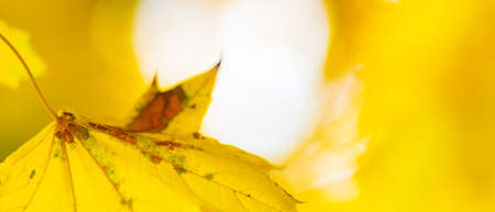 Autumn yellow leaves. Autumn colorful background, fall backdrop. Golden autumn conceptの写真素材