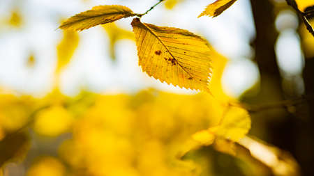 Beautiful maple leaves in autumn sunny day. Yellow leaves in autumn park on blurred backgroundの写真素材