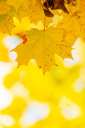 Golden autumn concept. Autumn background with yellow maple leaves. Yellowed autumn leaves on blurred...
