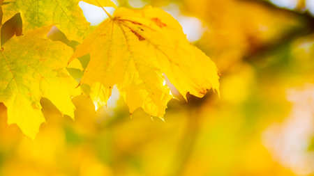 Background autumn leaves. Falling Autumn Maple Leaves Natural Background. Autumn yellow leaves as...