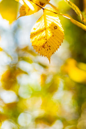 Beautiful maple leaves in autumn sunny day. Yellow leaves in autumn park on blurred backgroundの写真素材