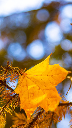 Beautiful maple leaves in autumn sunny day. Yellow leaves in autumn park on blurred background