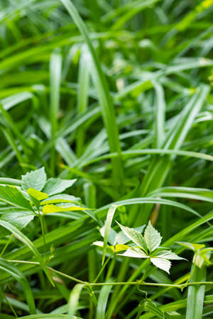 Green grass in the garden. Green leaves of wild grapes in the grass. Natural background from plants....
