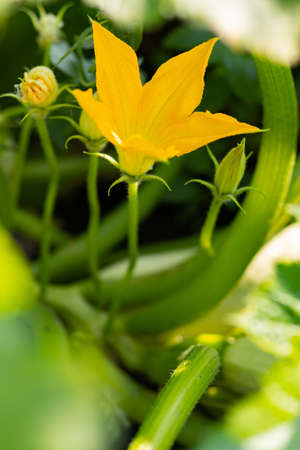 Blooming zucchini on a sunny day. Yellow zucchini flower in green foliage. Courgette ripen in the garden. Copy spaceの写真素材