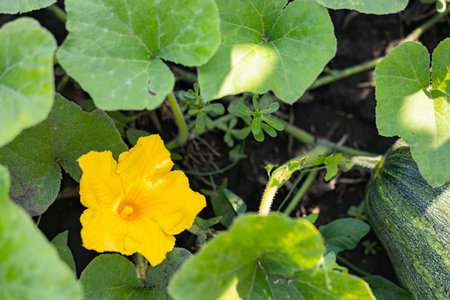 Blooming zucchini on a sunny day. Yellow zucchini flower in green foliage. Courgette ripen in the garden. Copy spaceの写真素材