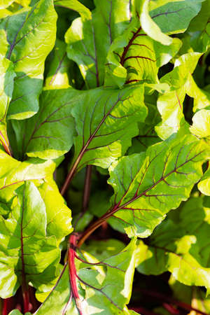 Red beet leaves in a garden. Background of beet leavesの写真素材