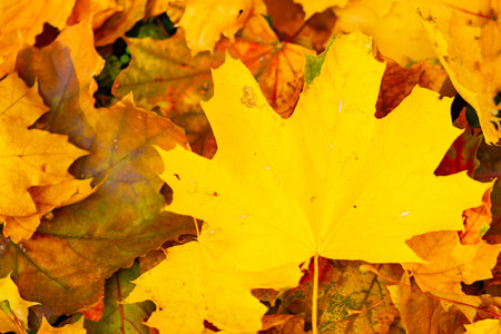 Autumn maple leaves. Colorful autumn maple leaves on a tree branch. Beautiful maple leaves in autumn...