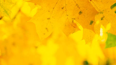 Autumn maple leaves. Colorful autumn maple leaves on a tree branch. Beautiful maple leaves in autumn sunny day. Close-upの写真素材