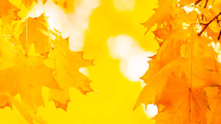Maple leaves on branch. Colorful autumn maple leaves on a tree branch background. Fall background....