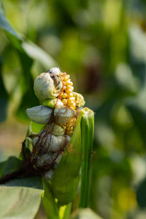 Corn smut. Ustilago maydis disease. Corn cob infected with corn smut, corn illness reduce yield in agricultureの写真素材