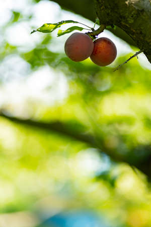 Ripe plums on a tree branch. Plum tree with ripe juicy fruits on a blurred background. Agricultural harvest concept. Home garden and natural products conceptの写真素材