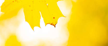 Autumn leaves. Abstract autumn nature background with maple tree leaves. Fall backgroundの写真素材