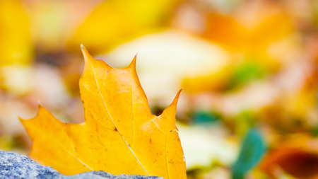 Golden autumn concept with copy space. Autumn maple leaves