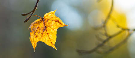 Golden autumn concept. Autumn background with yellow maple leaves. Yellowed autumn leaves on blurred background. Copy spaceの写真素材