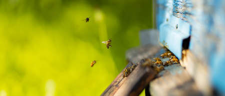 Bees fly into the hive entrance. Bees flying around beehive. Beekeeping concept. Copy space. Selective focusの写真素材