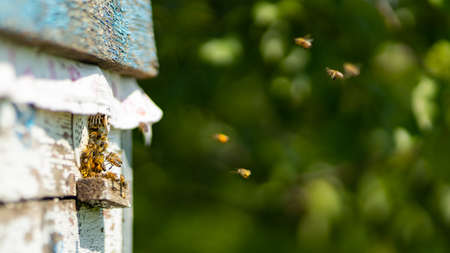 Bees fly into the hive entrance. Bees flying around beehive. Beekeeping concept. Copy space....