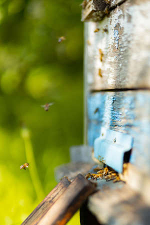 Bees flying around beehive. Honey bees swarming and flying around their beehive. Beekeeping concept. Selective focusの写真素材