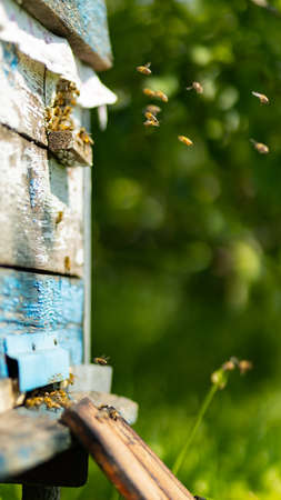 Bees flying around beehive. Honey bees swarming and flying around their beehive. Beekeeping concept. Selective focusの写真素材