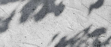 Tree shade over rough concrete wall. Shadow of a tree branch on a whitewashed cement wall. Texture...