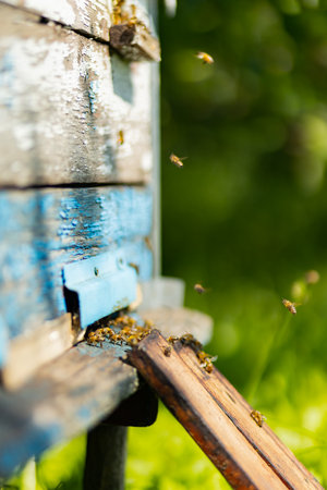 Bees fly into the hive entrance. Bees flying around beehive. Beekeeping concept. Copy space. Selective focusの写真素材