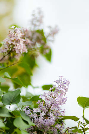 Blooming lilac flowers. Violet lilac flowers in a garden. Spring blossom background on sunny day. copy spaceの写真素材