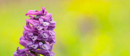 Purple corydalis flower on a blurred background. Corydalis solida in the wild field. copy space