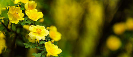 Yellow rosehip flowers on a green background. Blooming wild rose bush. copy spaceの写真素材