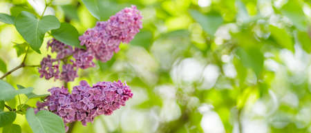 spring lilac flowers. Purple lilac flowers on a blurred background. copy spaceの写真素材
